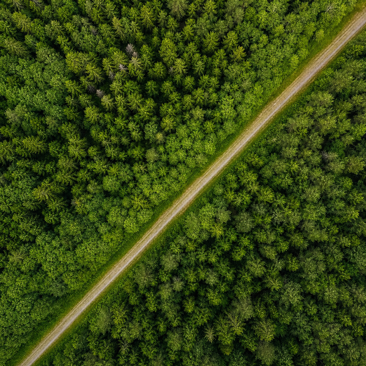 Forest Cut